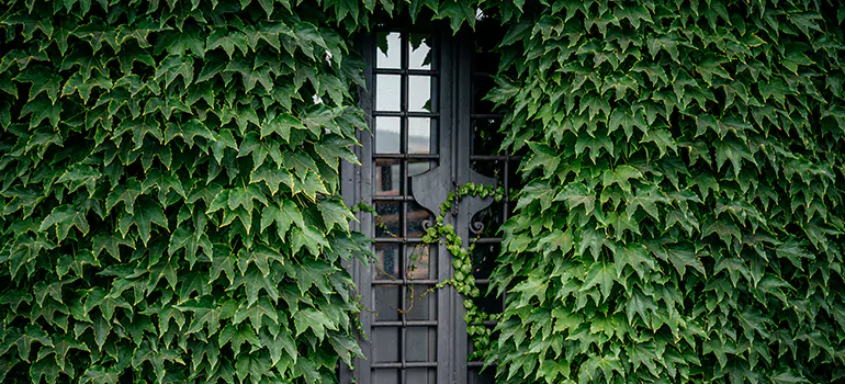 Garden Gate Repair in Hayward, CA