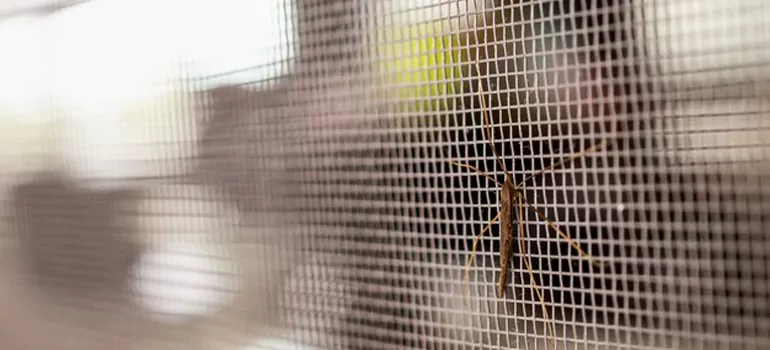 Repair Mosquito Mesh For Windows in Hayward, CA